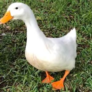 Meet your Posher, Janet